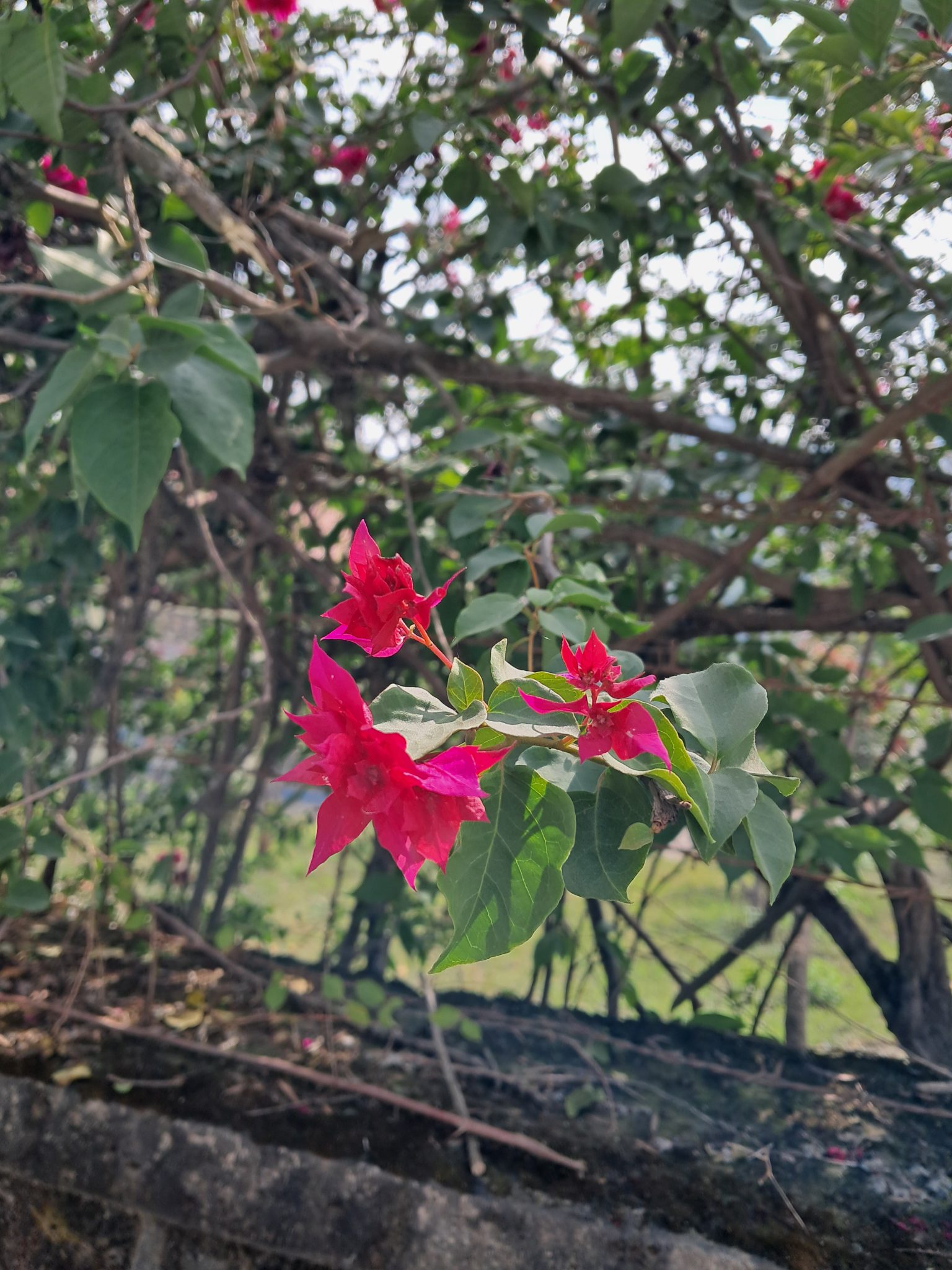 A close-up view of vibrant pink bougainvillea flowers alongside green leaves, wi