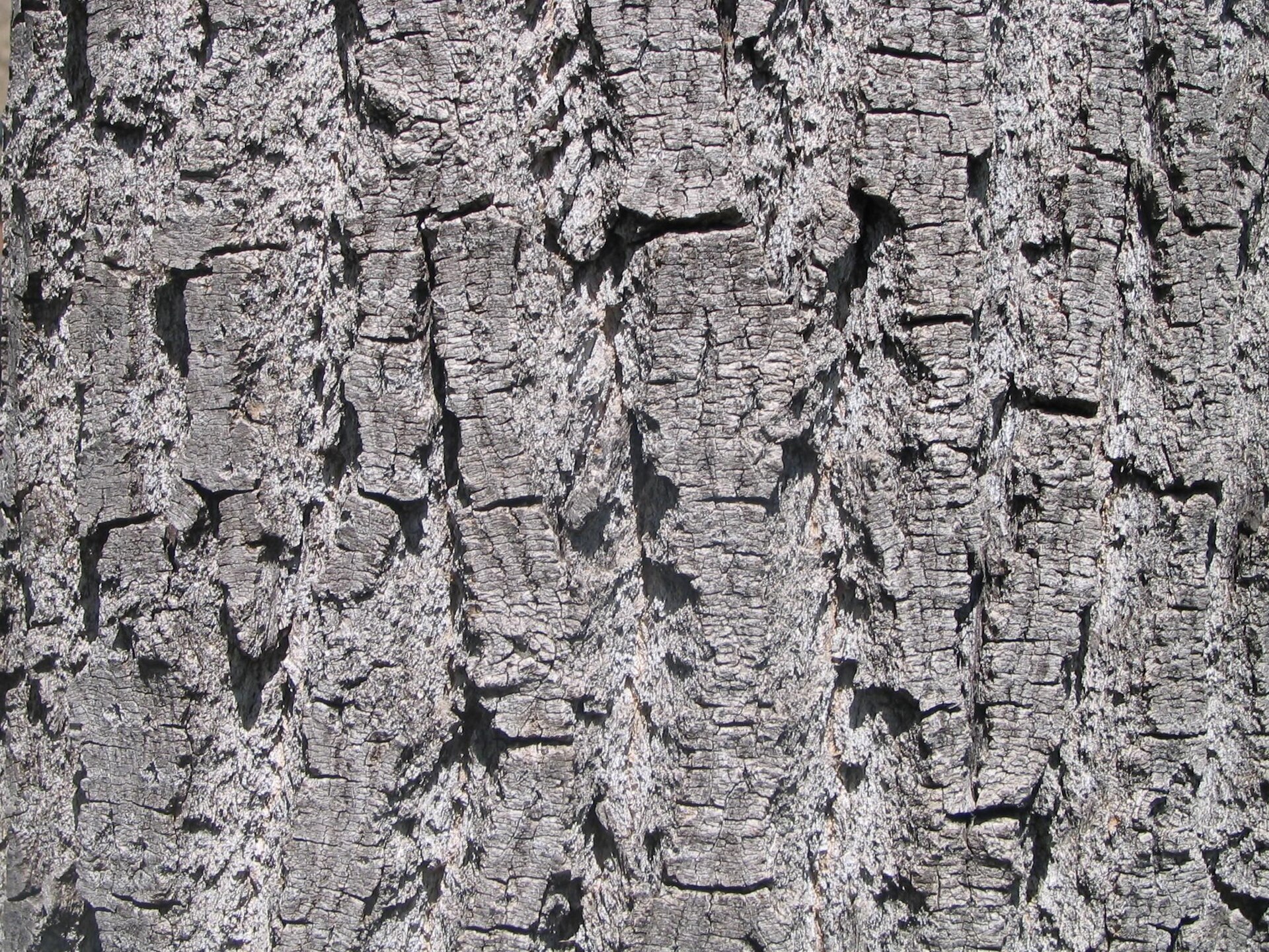 Bark cortex texture.jpg