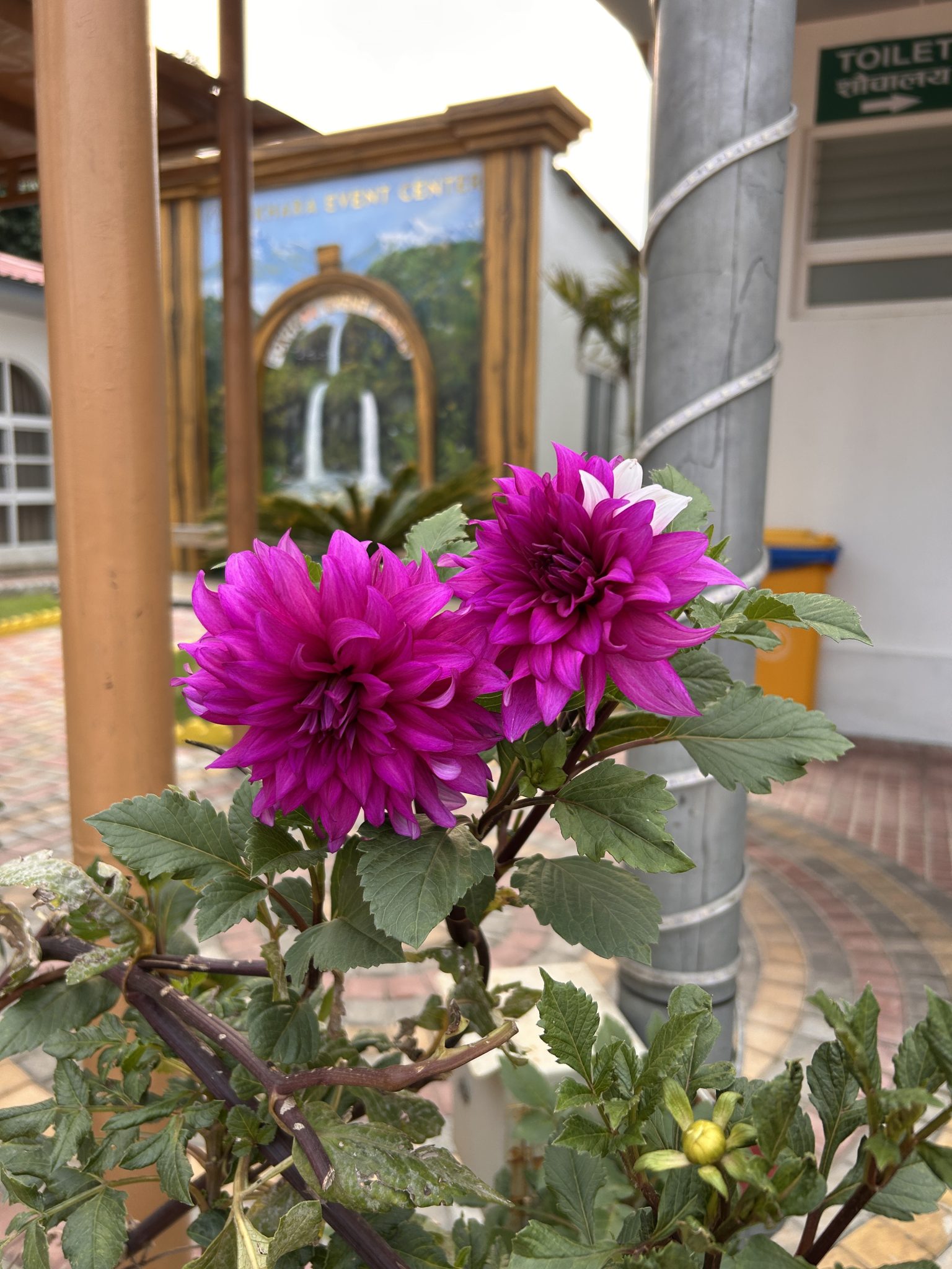 Close-up of two vibrant magenta dahlia flowers in full bloom, surrounded by gree