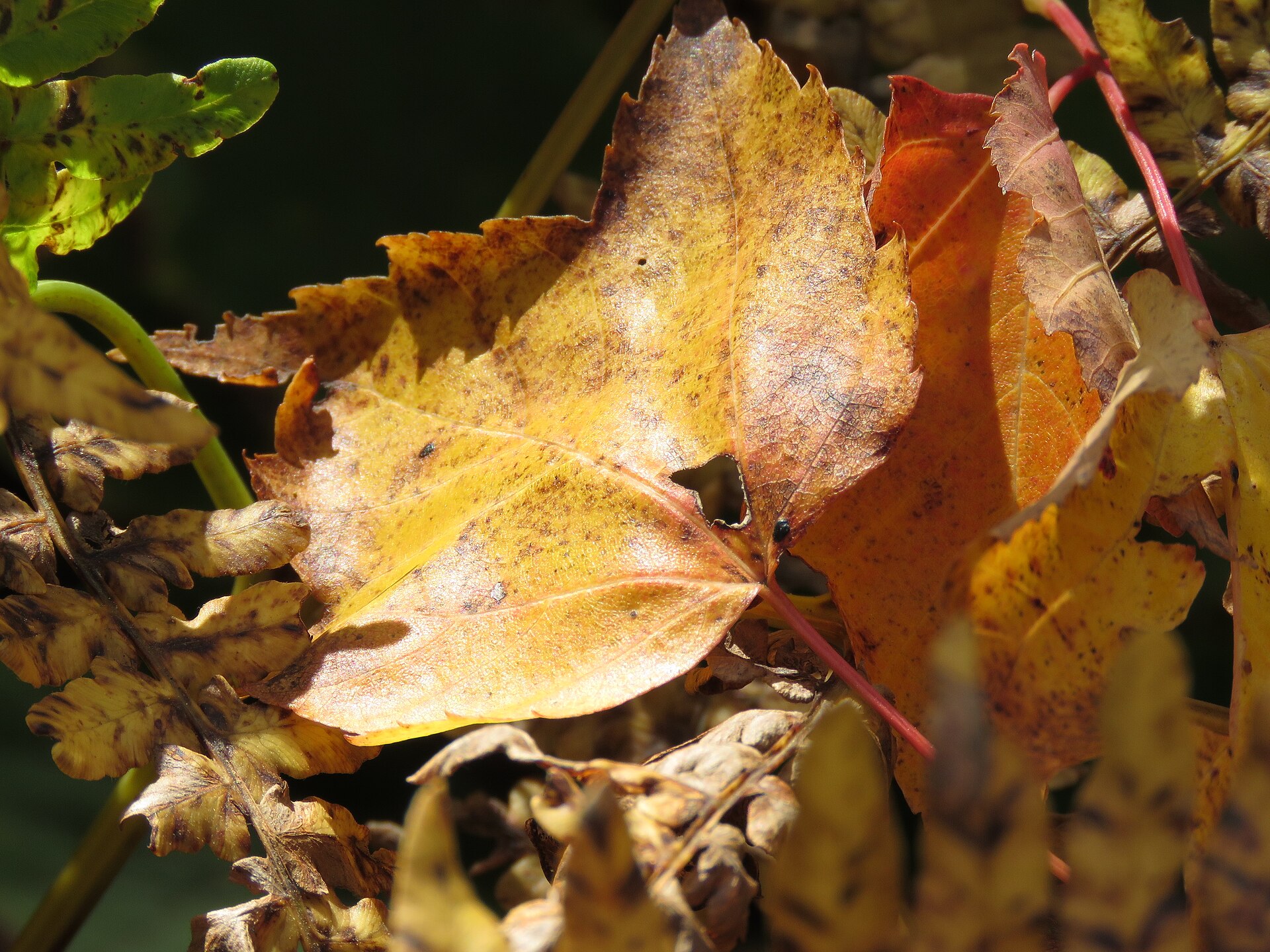 Leaf on fern close up (36954847370).jpg