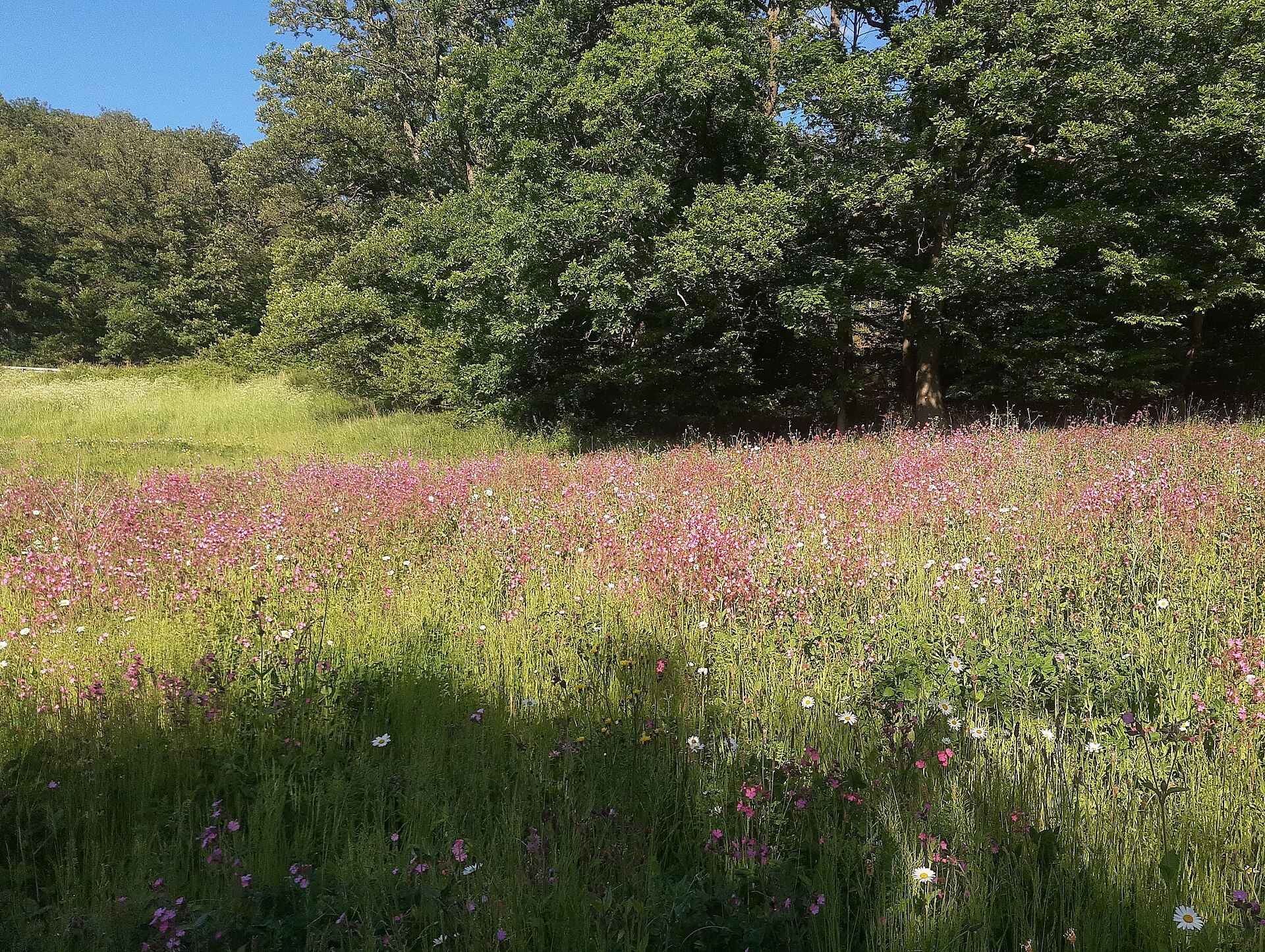 Meadow of wildflowers, Oberauroff.jpg