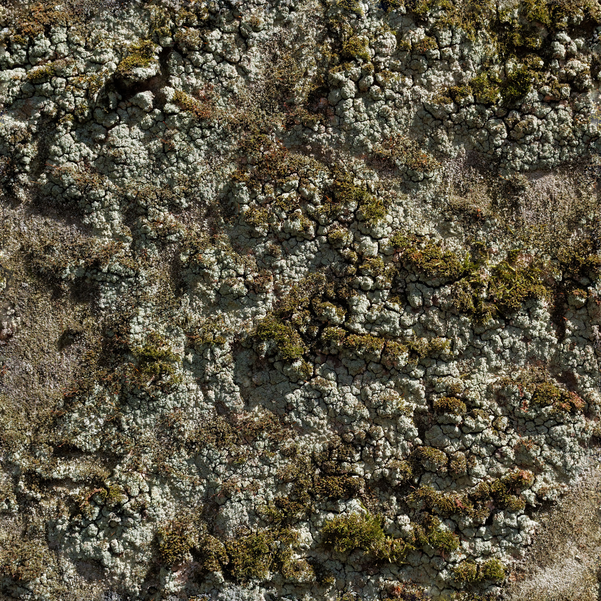 Moss and lichen tileable.jpg