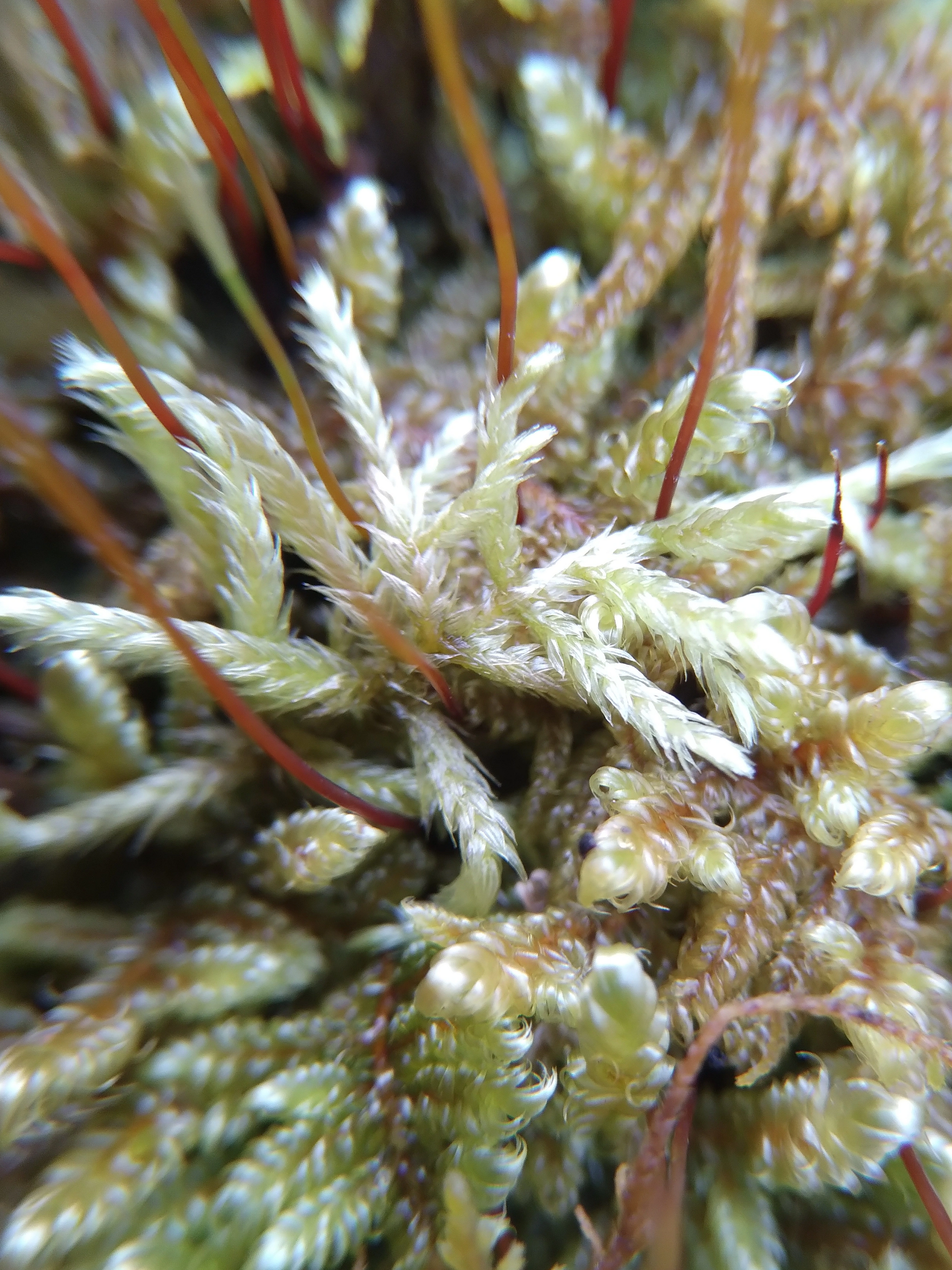 Moss, Trillium Trail, 2022-03-30, 03.webp