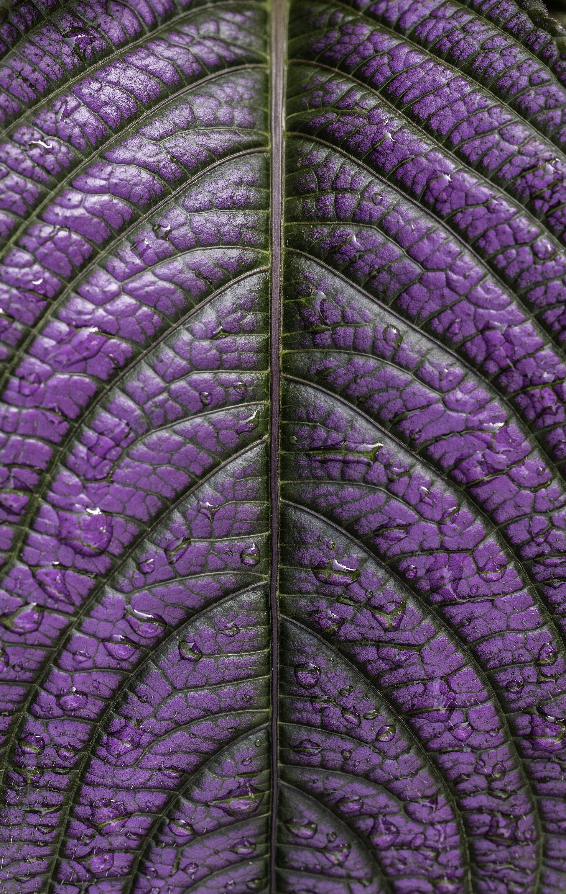 Persian shield (Strobilanthes dyerianus) leaf close-up.jpg