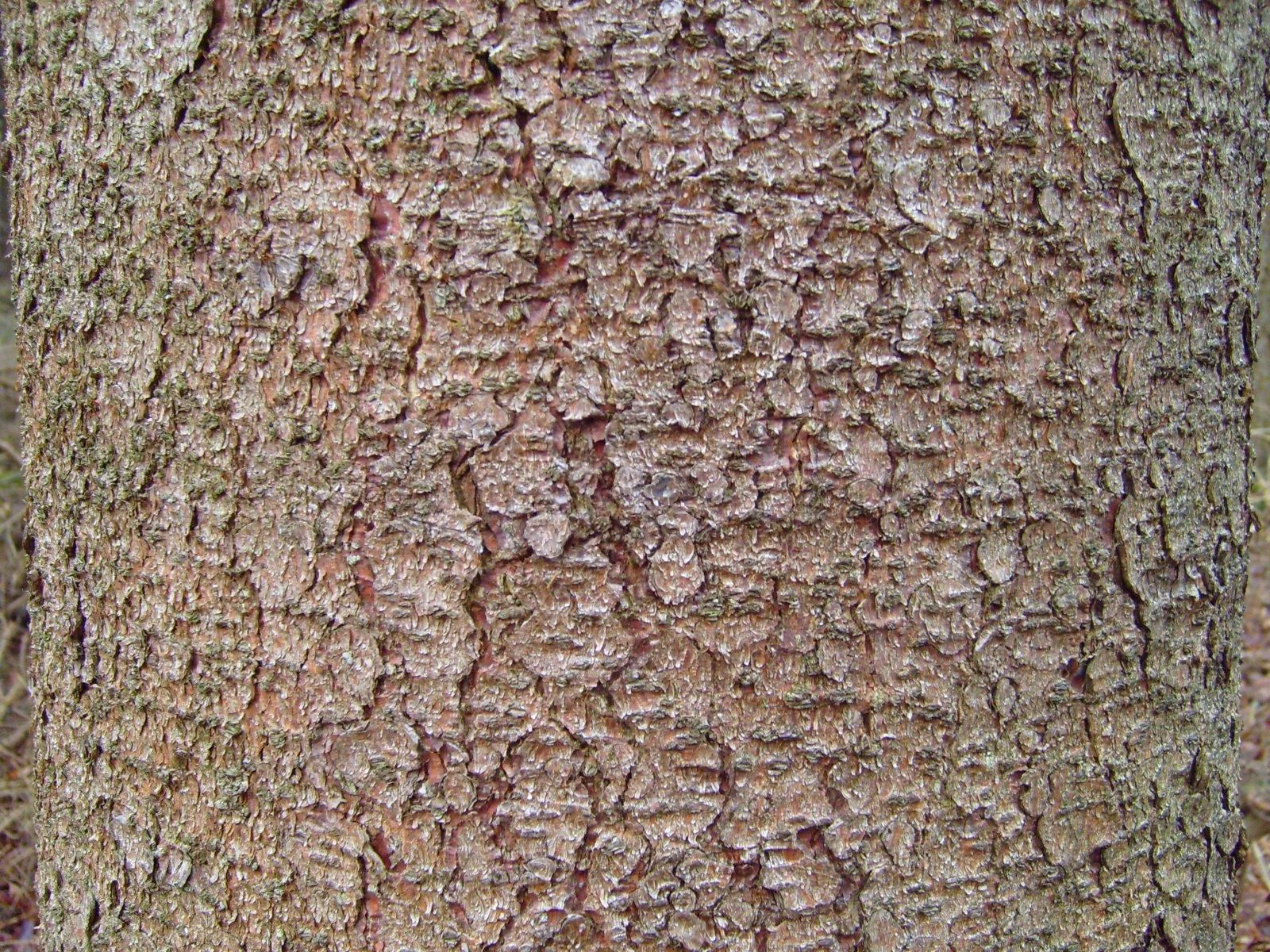 Pine tree bark texture.jpg