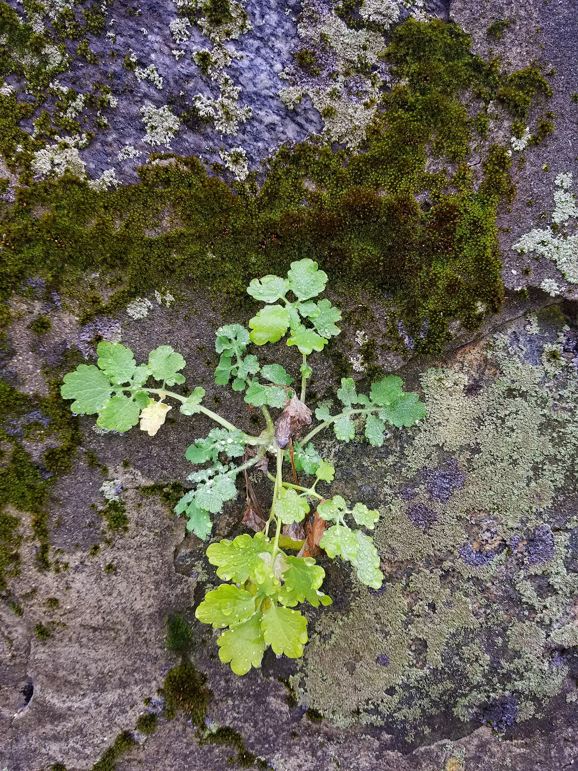 Plant, moss, and lichen - Arlington, MA - 20201127 102747.jpg
