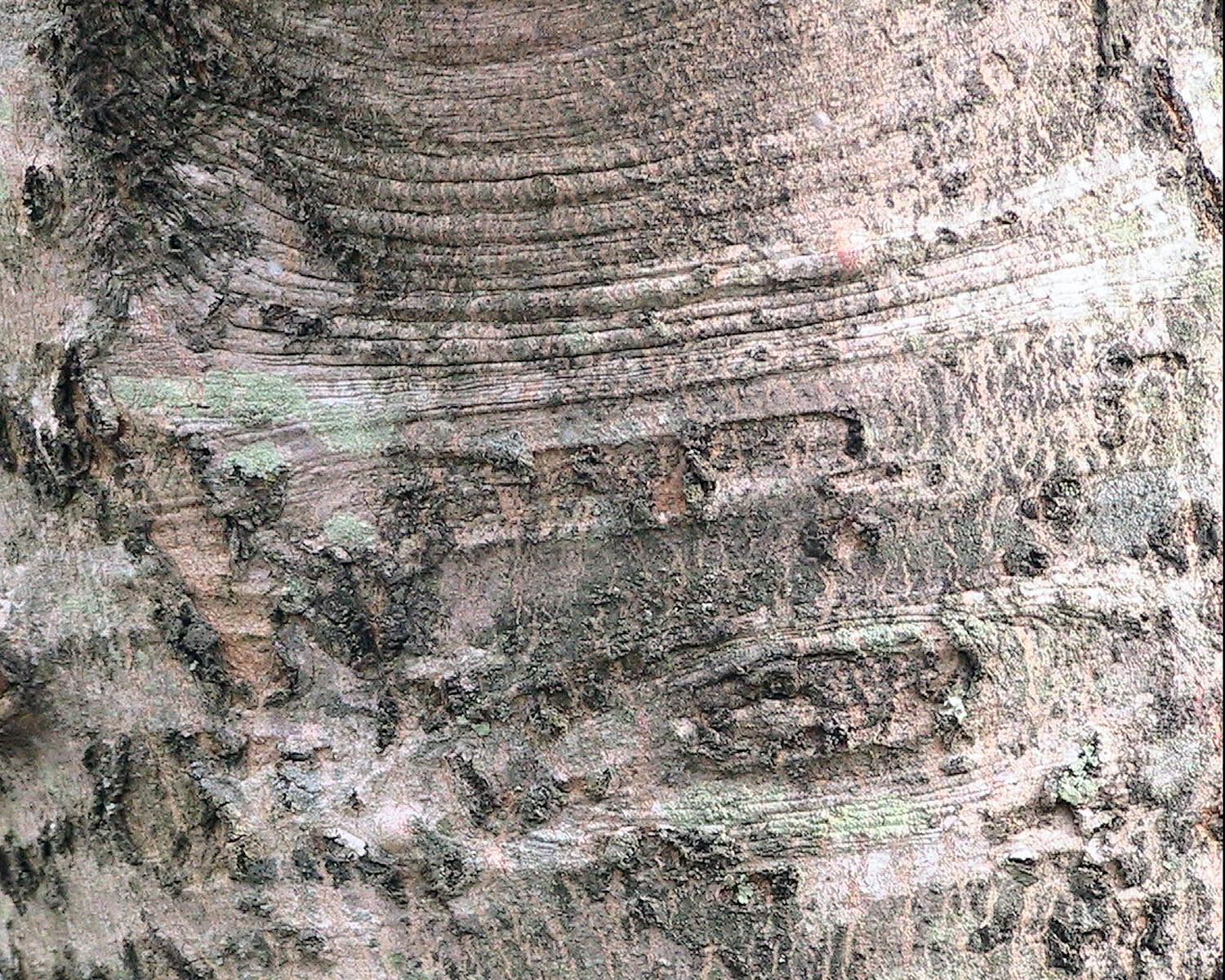 Silver maple tree bark.jpg
