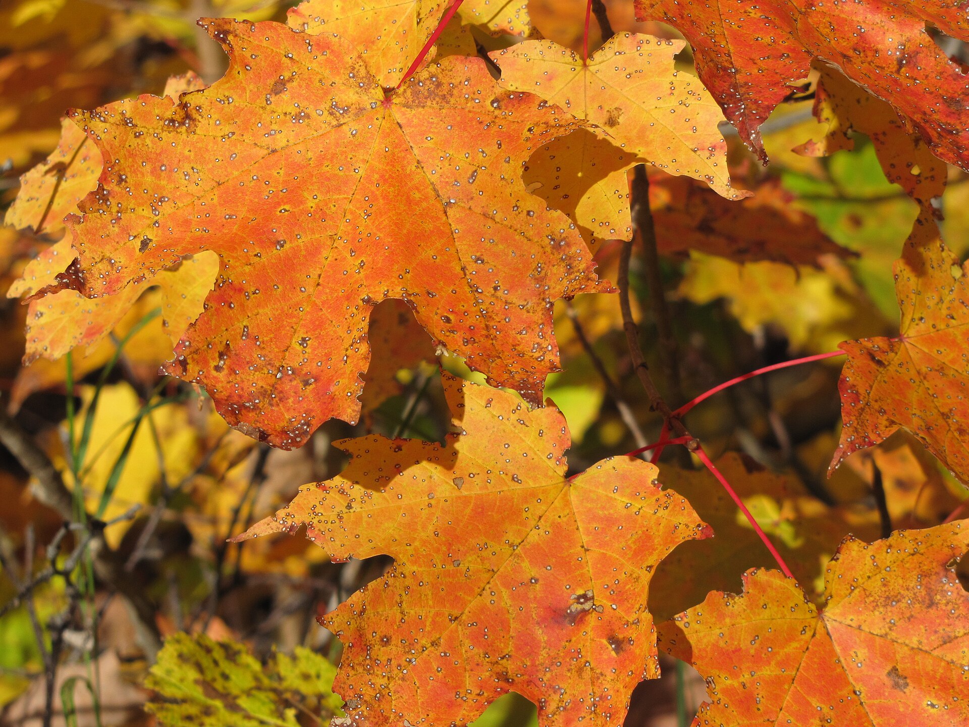 SNF Tofte Maple leaf close up FC100215 (22006313441).jpg