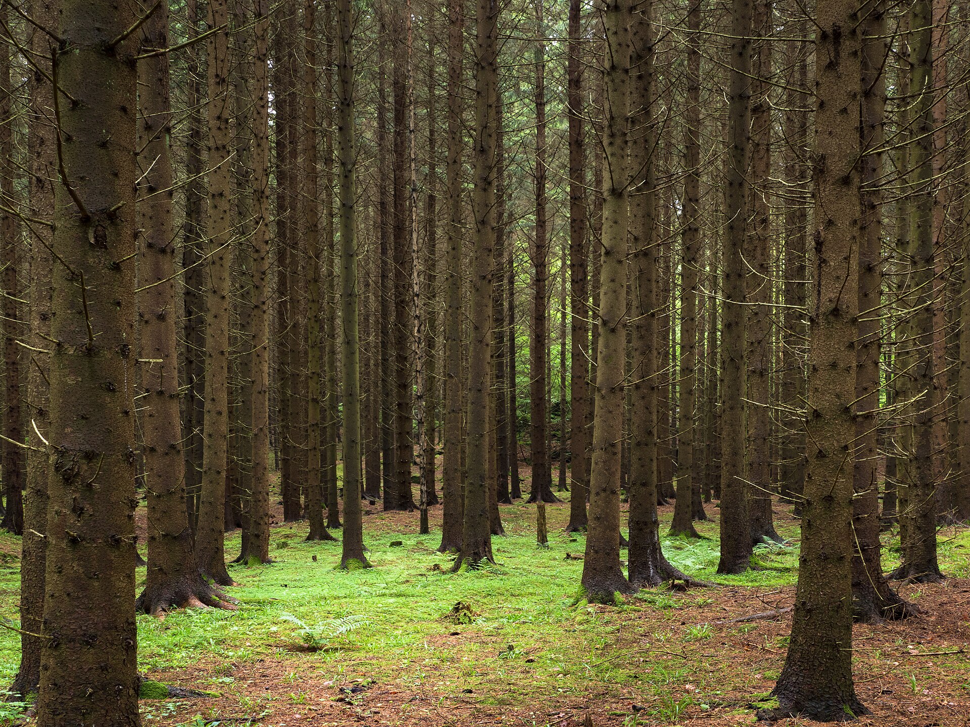 Spruce forest at Holma.jpg