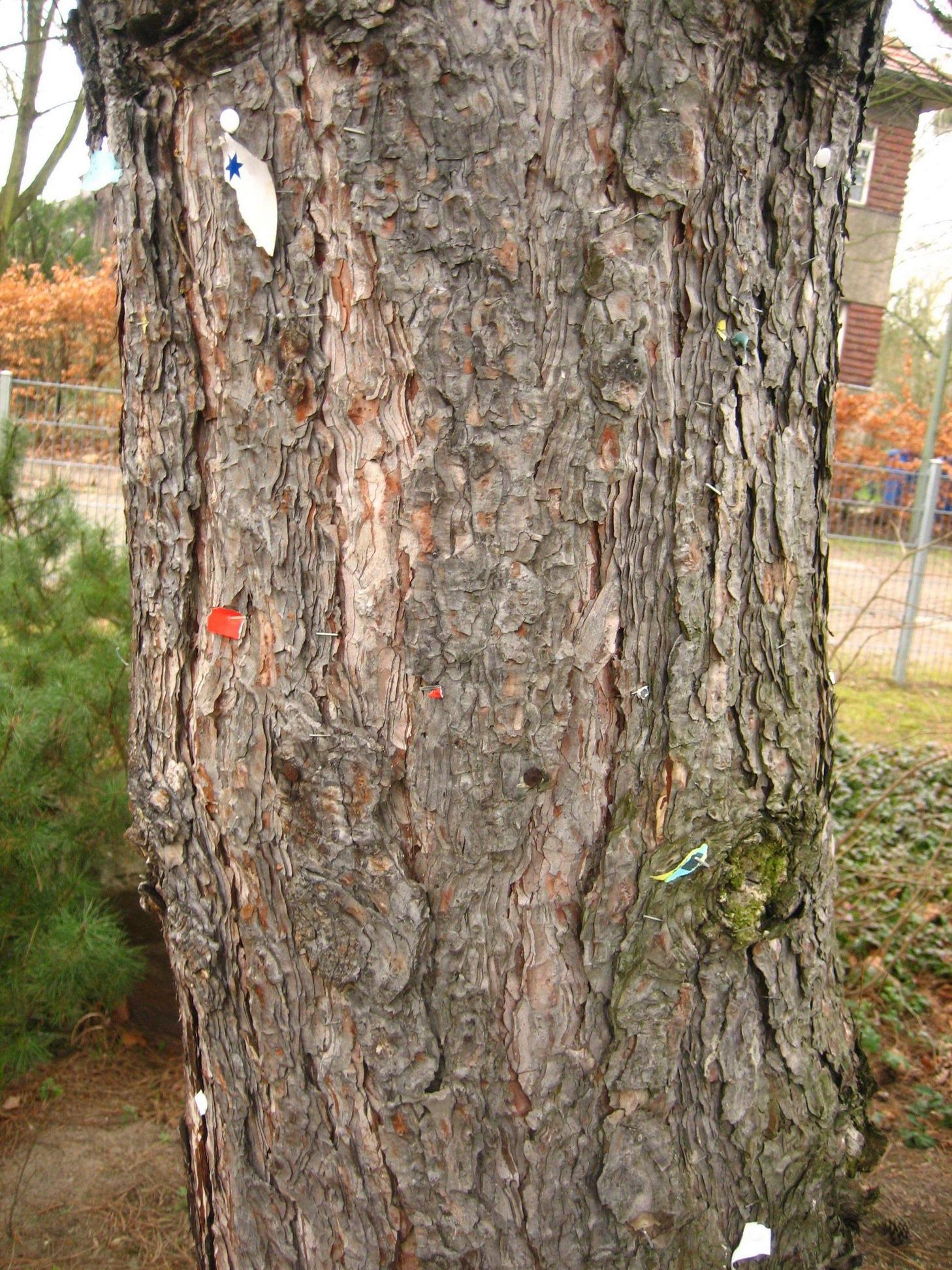 Tree bark cortex.jpg