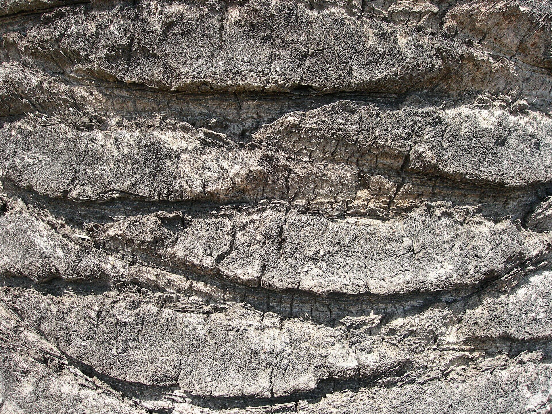 Tree bark detailed.jpg