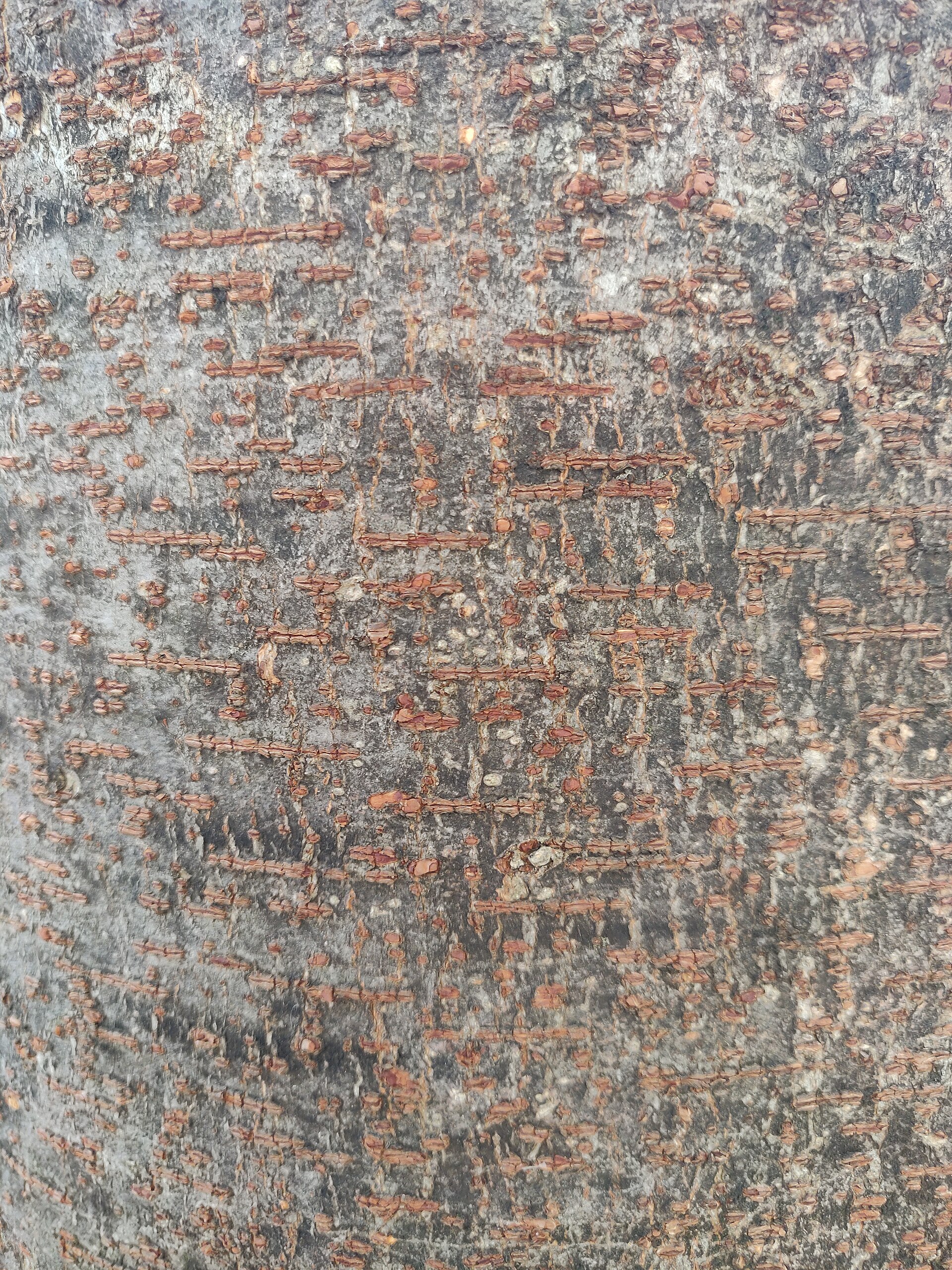 Tree bark texture Washington DC.jpg