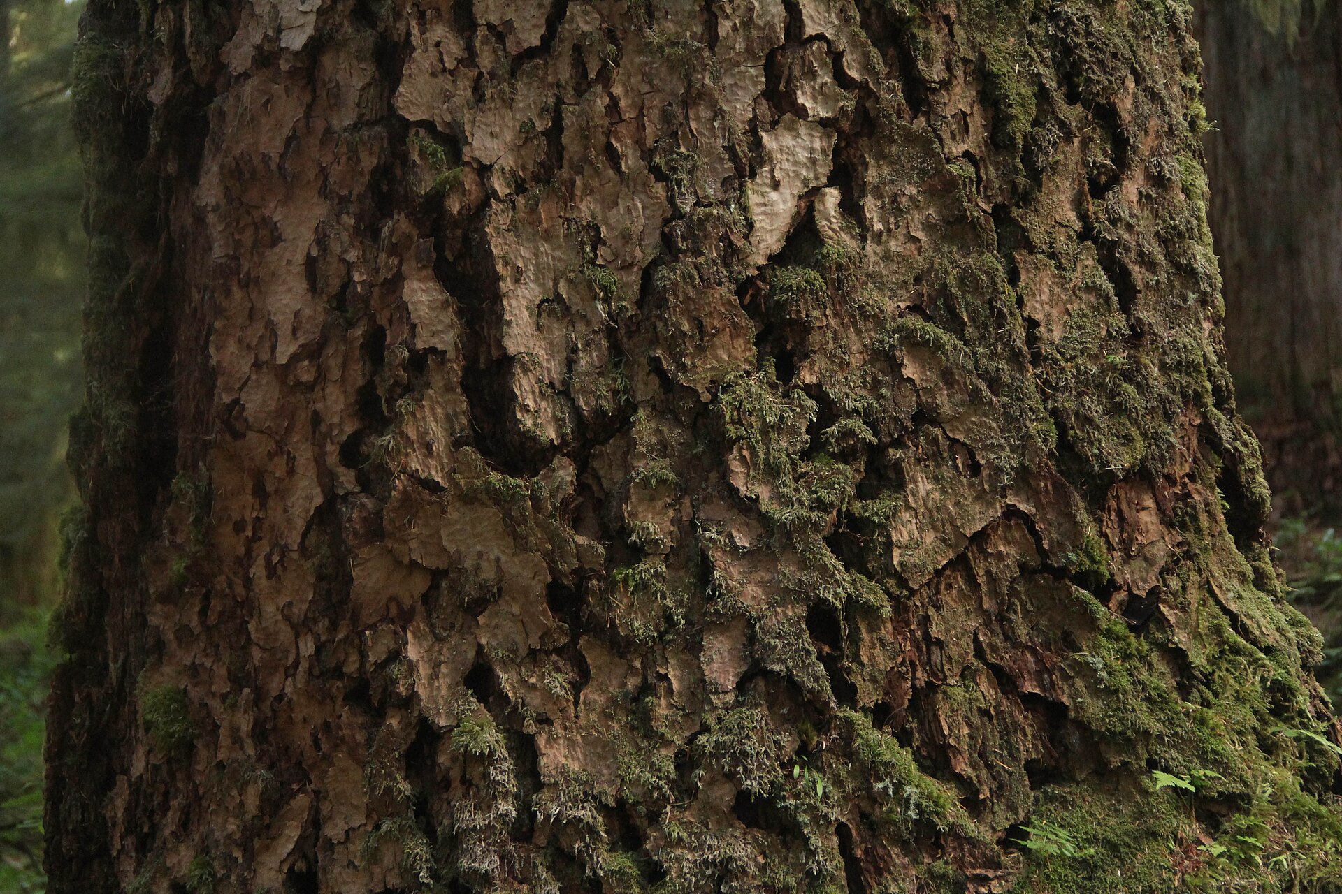 Tree douglas fir bark texture pzaidel credit required (22351271973).jpg